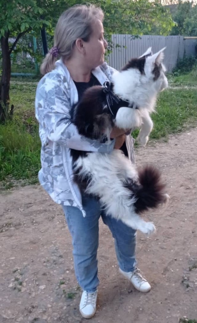 Небольшая подборка мейн-кунов к котовторнику