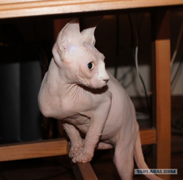 Котовторник  19.03.2013