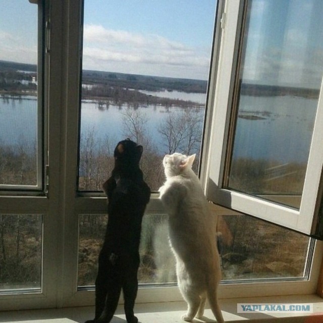 Чёрно-белые коти дождались Весну-красну