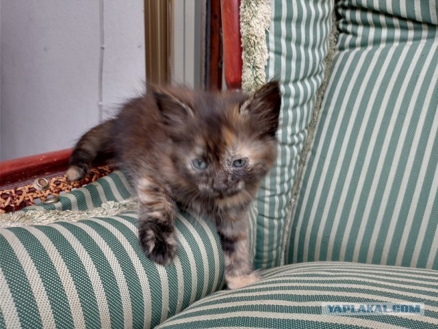 Котовторник. Немного сицилийских котов.