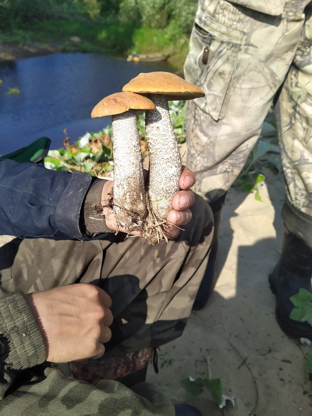 Настоящая рыбалка онлайн