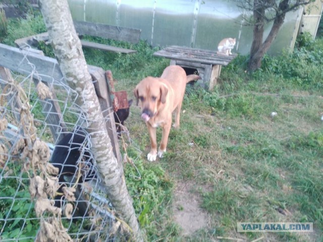 Жизнь домашнего приюта для котеек 463