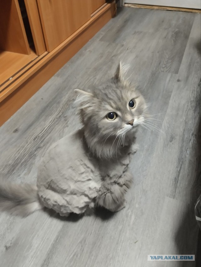 Когда кот не любит расчесываться