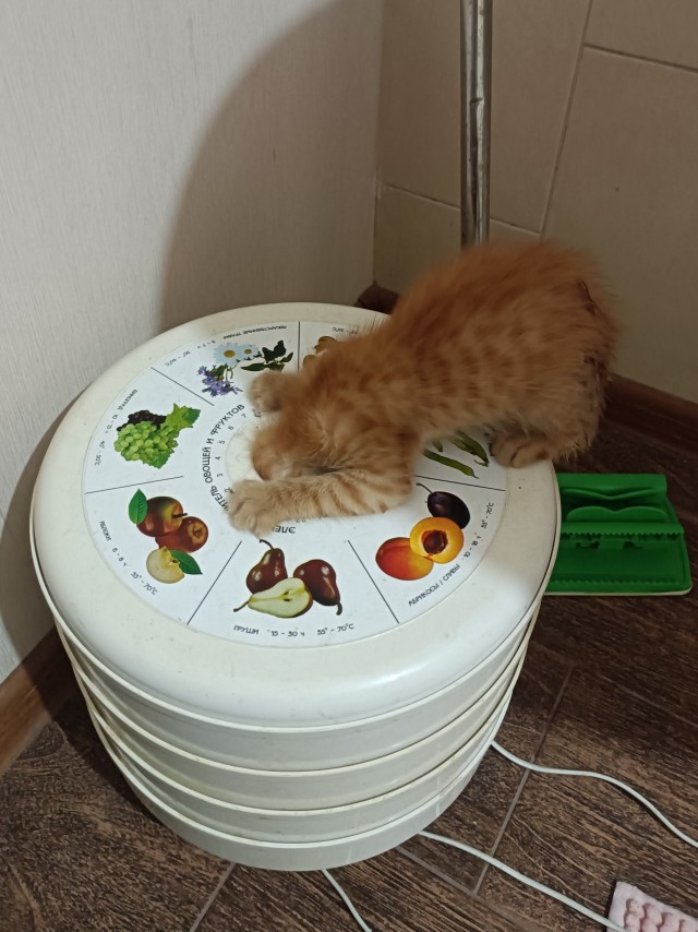 С котовторником ЯПовцы