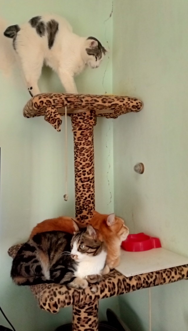 Котовторник