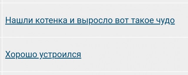 Нашли котенка и выросло вот такое чудо
