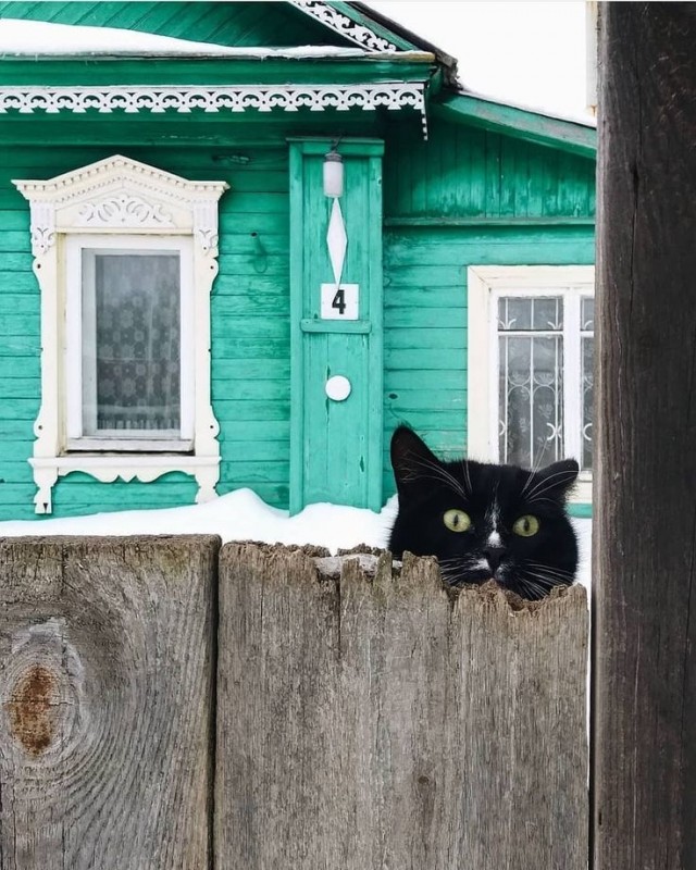 Коты деревенской породы