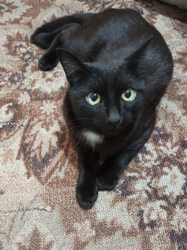 Котовторник в картинках