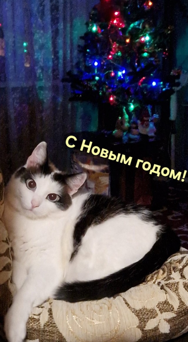 Первый Новый год кошечки