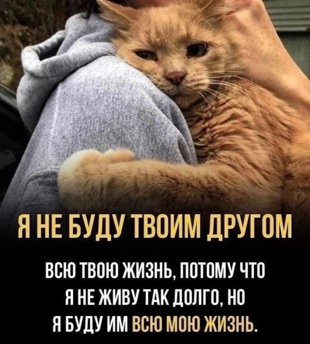 Мишка