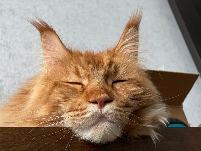 Спящий кот