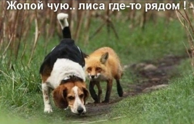 Завалялось тут случайно немного забавных картинок