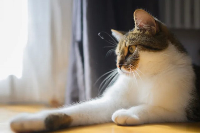 Швейцарская пенсионерка предстала перед судом за кормление кота