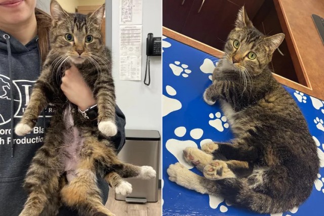 В Канаде провели операцию шестилапой кошке