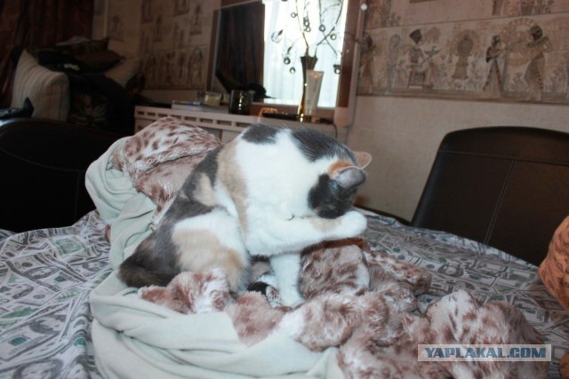 Котовторник 25.06.2013