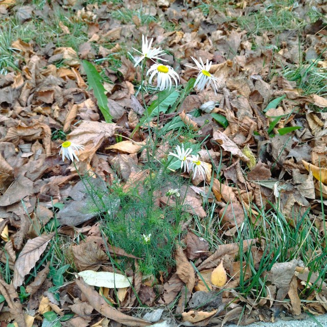 Последняя ночь октября