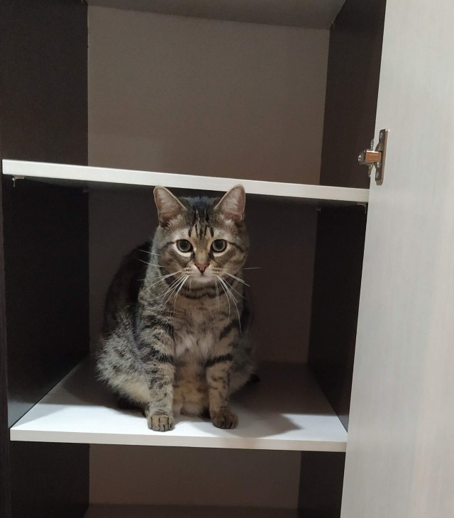 Котовторник