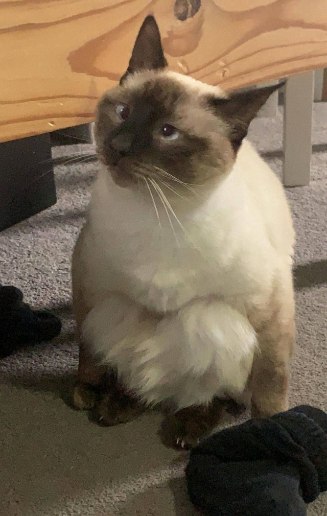 Чутка кошек