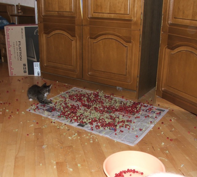 Котовторник же!