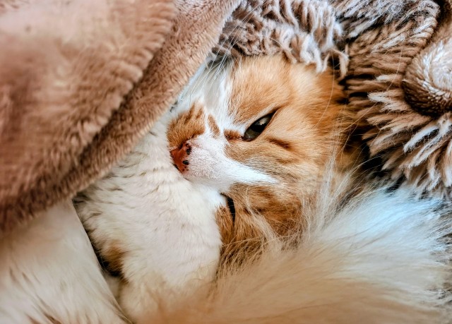 Вот и мой кот