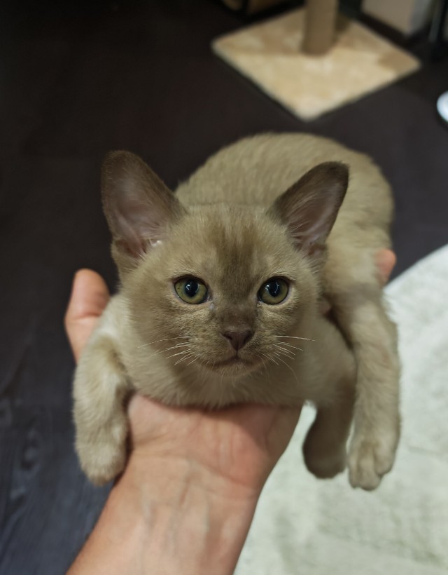 Котовторник! И я теперь дважды раб