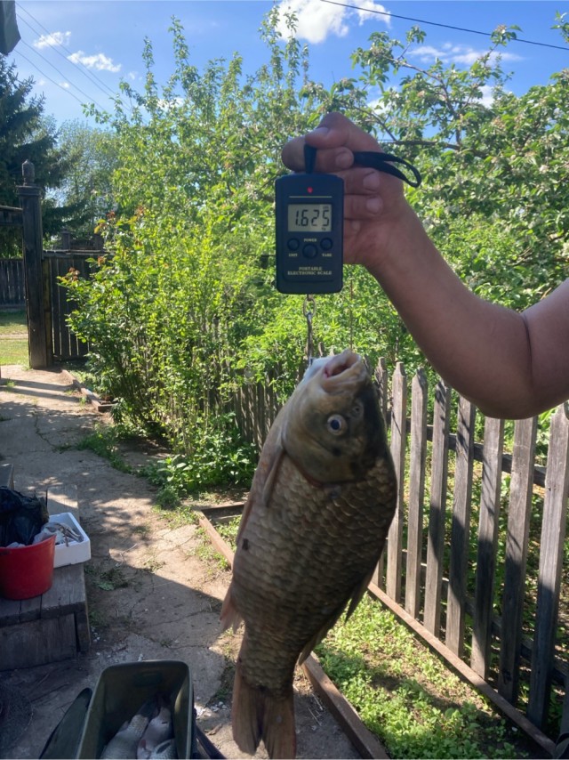 Пусть будет рыбосреда, если позволите