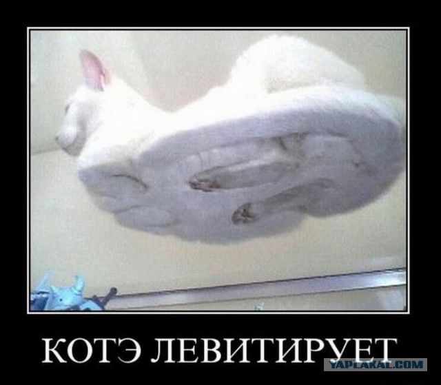 Кот постиг Дзен.