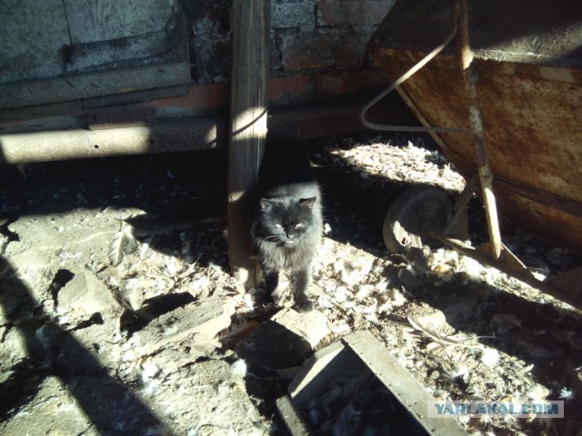 Котовторник   31.12.  2013
