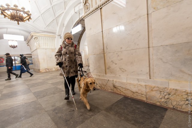 Золотые собаки