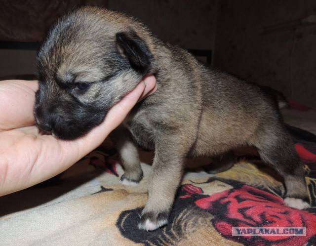 Спасенные собаки