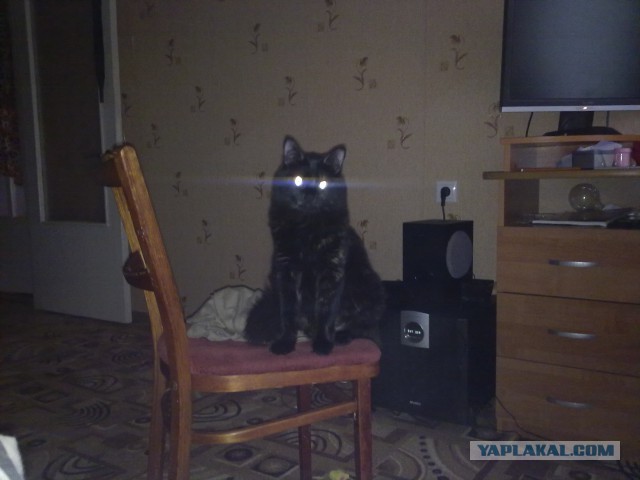 Котовторник 01.04.2014