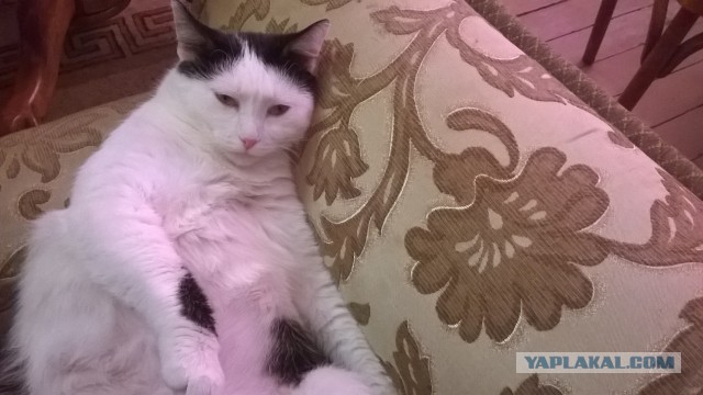 Котовторник  08.04.2014