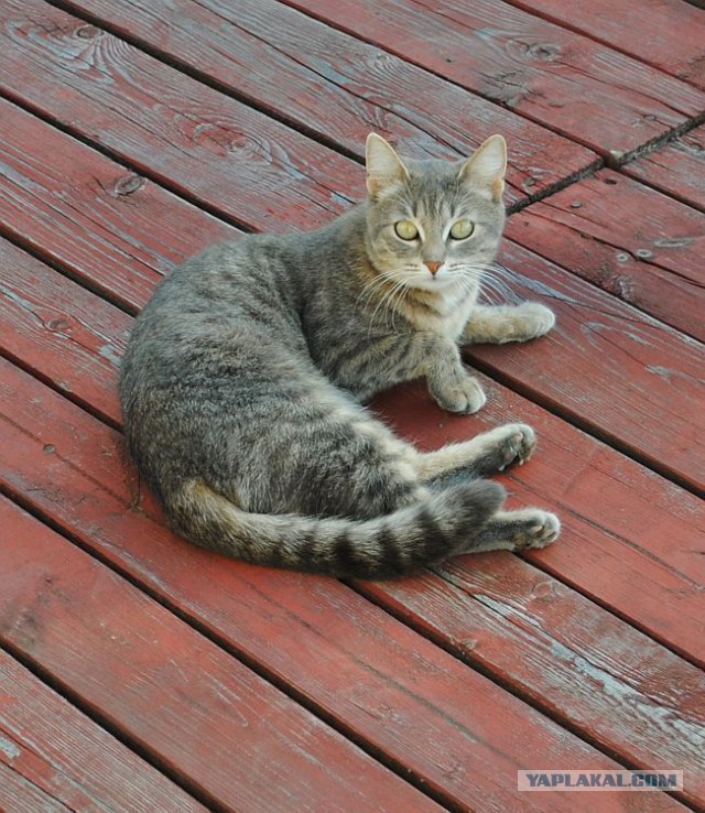 Котовторник 20.05.2014