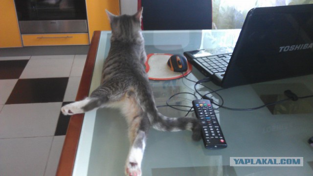 Котовторник 26.08.14.