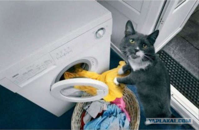 Коты, которые всегда рады помочь своему хозяину