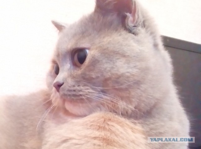 Котовторник 23.09.2014.