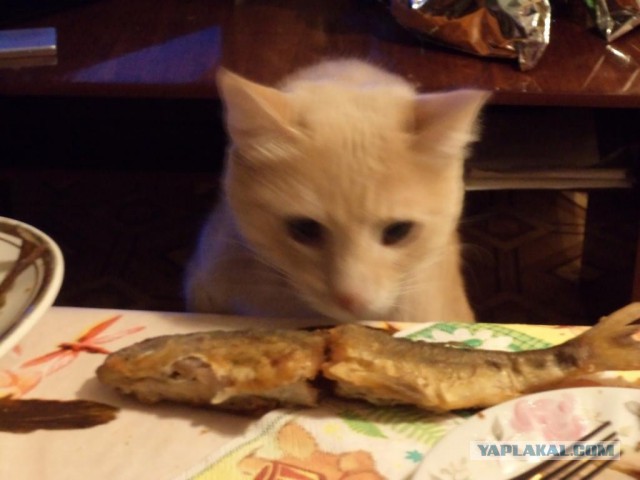 Котовторник 21.10.2014