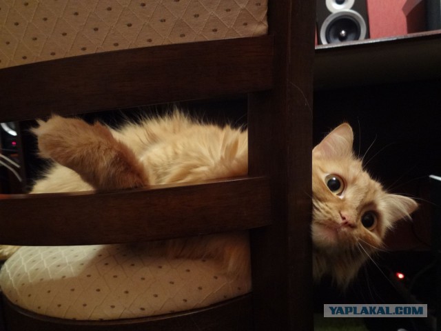 Котовторник 27.01.2015
