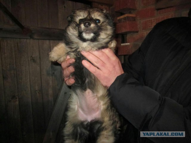 Знатоки собак подскажите плиз