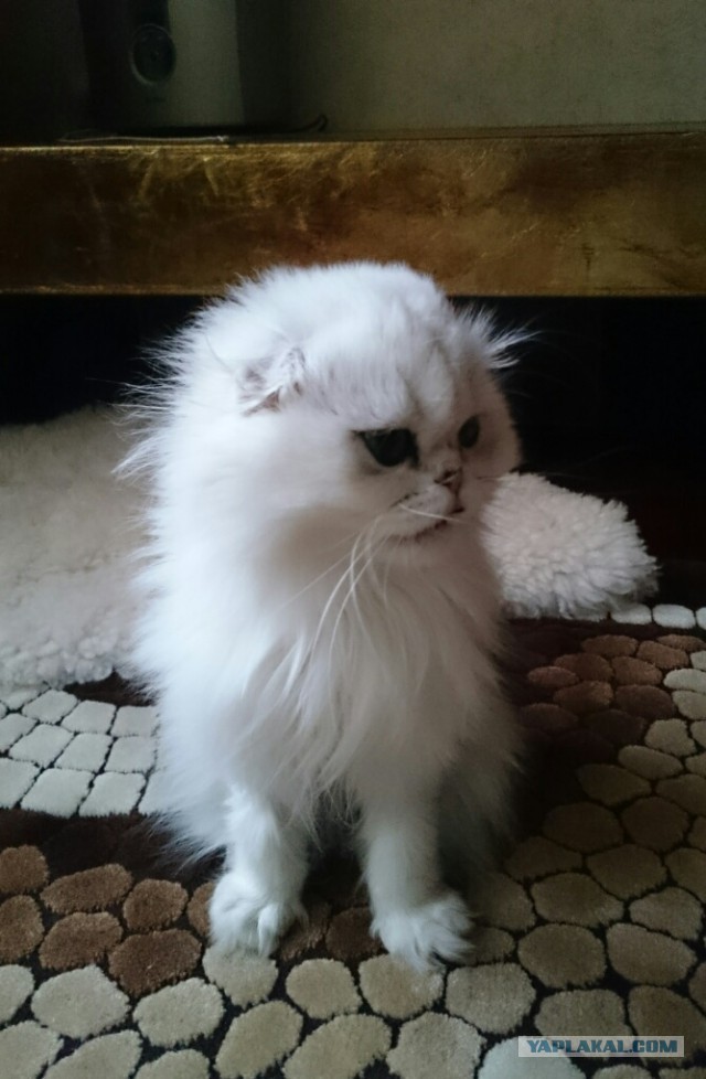 Котовторник  21.07.2015