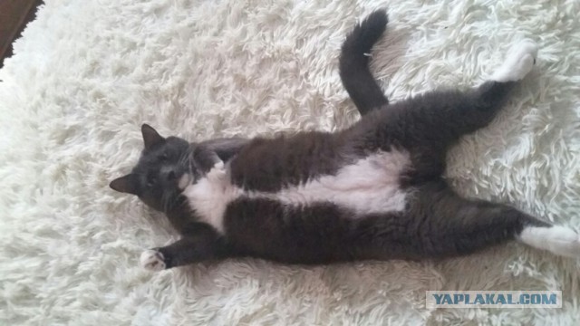Котовторник 25.08.2015