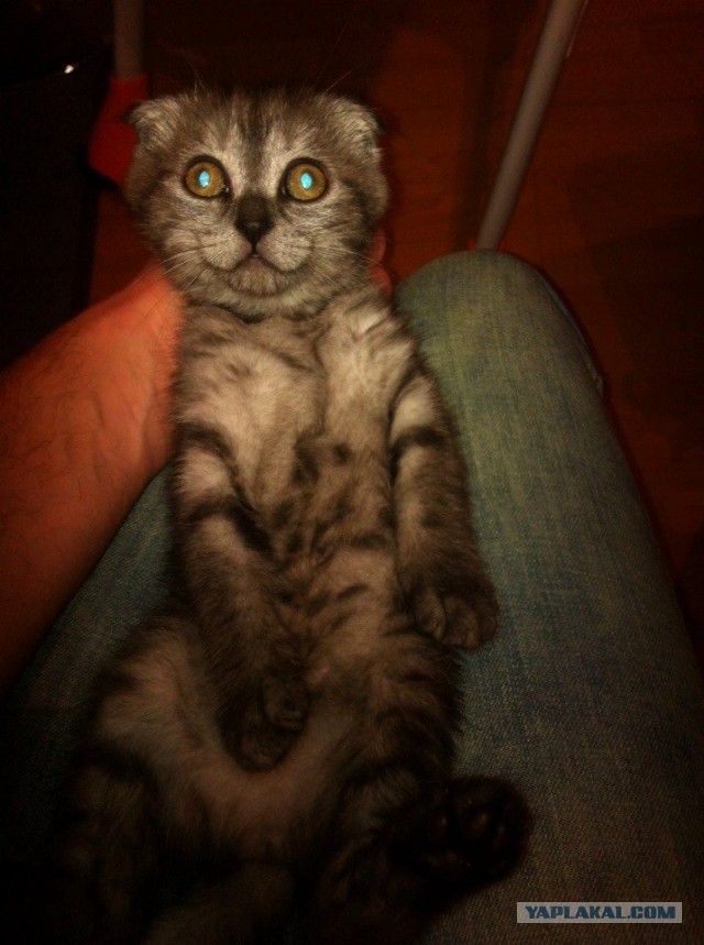 Прикольные коты