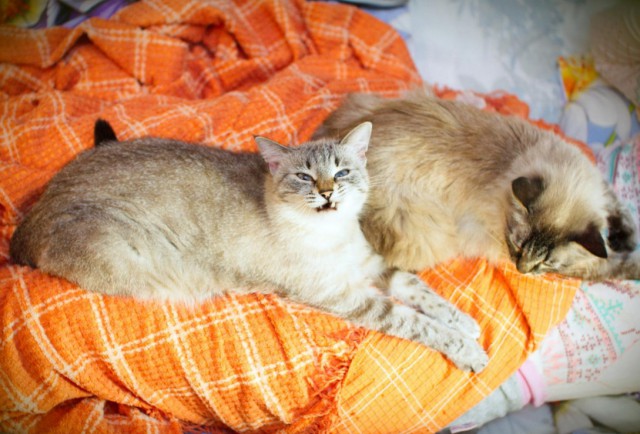 Котовторник 26.01.2016