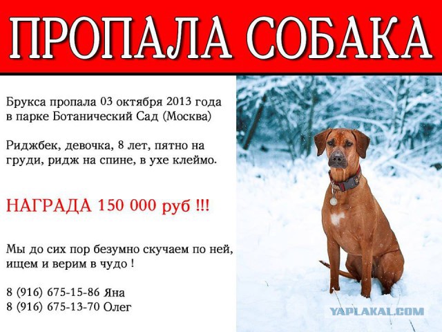 Как нашли собаку