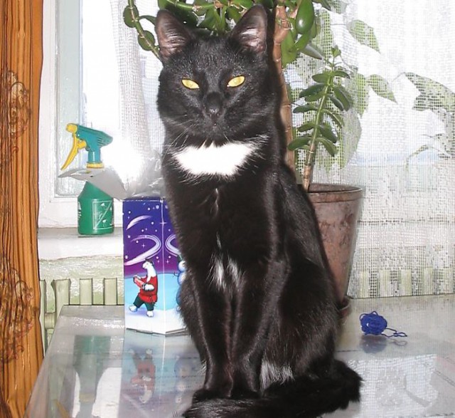 Котовторник 16.02.16