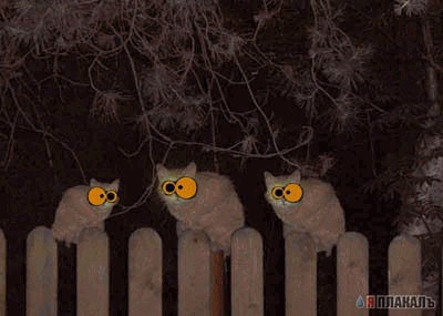 Ночные кошаки