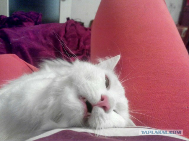 Так выглядит кот-валерьянщик с похмелья