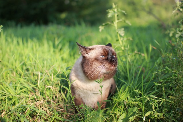 Домашние коты на природе