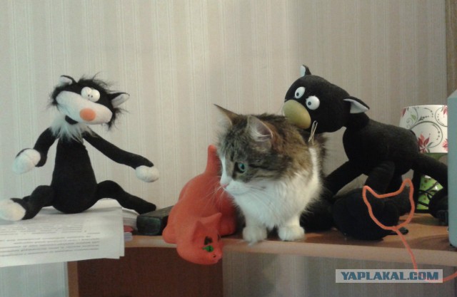 Котовторник  31.01.2017