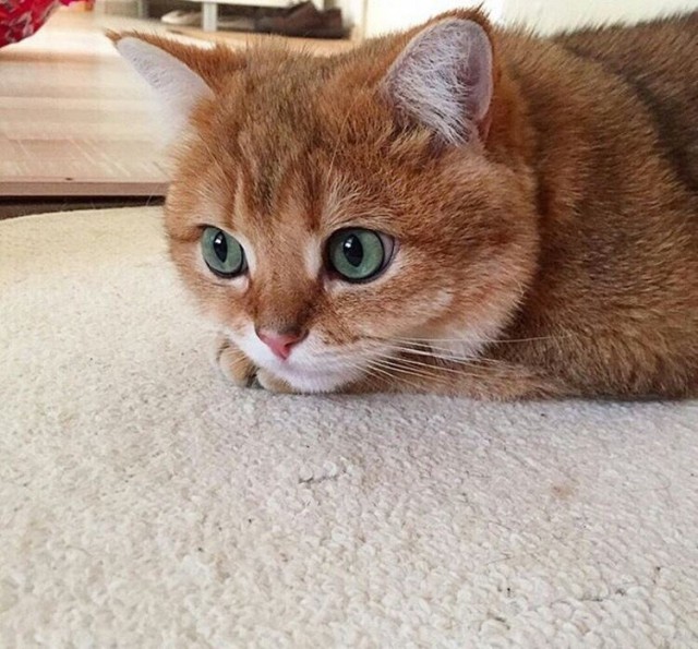 Коты и Кошки